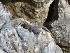 Cyclura nubila