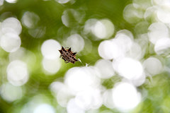 Gasteracantha cancriformis