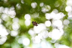 Gasteracantha cancriformis