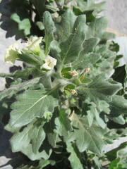 White Henbane (Hyoscyamus albus)