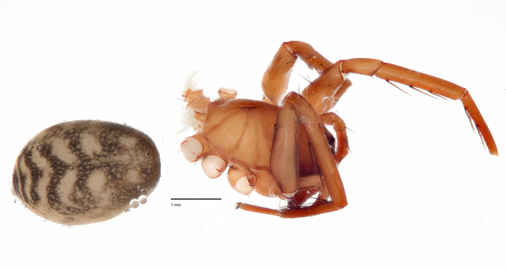 Cybaeus somesbar