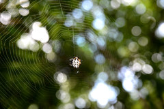 Gasteracantha cancriformis