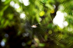 Gasteracantha cancriformis