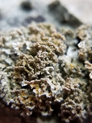 Xanthaptychia contortuplicata