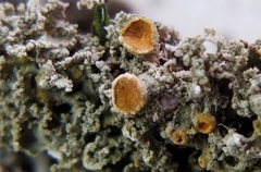 Xanthaptychia contortuplicata