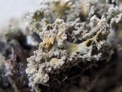 Xanthaptychia contortuplicata