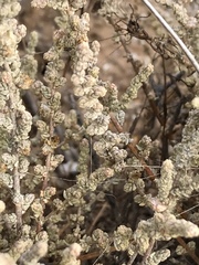 Atriplex julacea