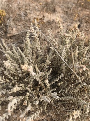 Atriplex julacea