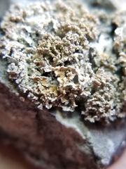 Xanthaptychia contortuplicata