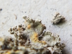 Xanthaptychia contortuplicata