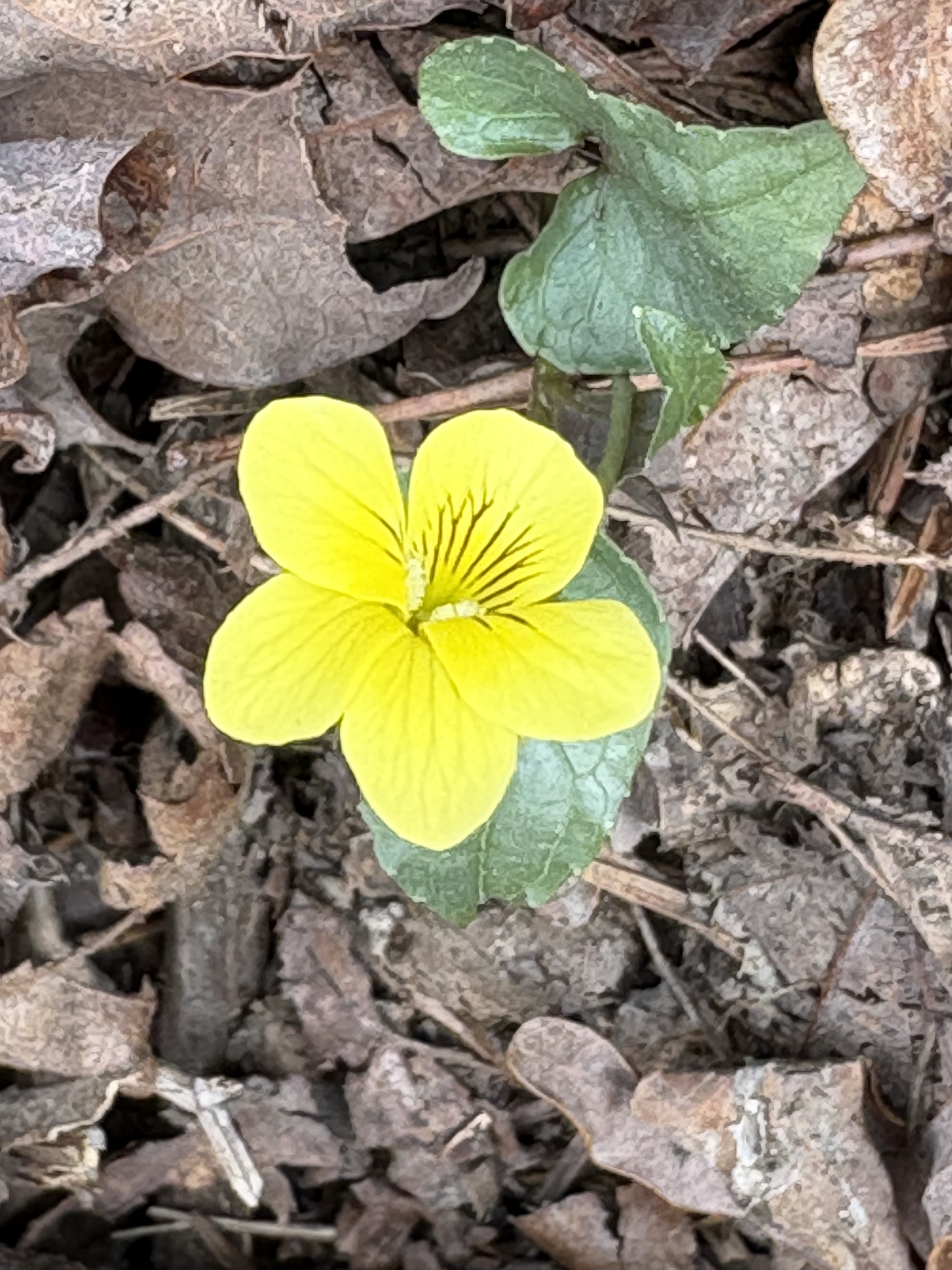 Imagem de Violeta-amarela