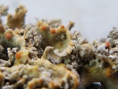 Xanthaptychia contortuplicata