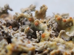 Xanthaptychia contortuplicata