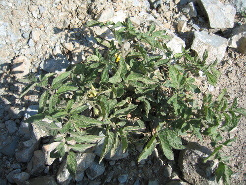 Solanum lycopersicum