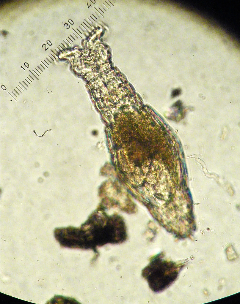Didymodactylos