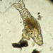 Philodinida - Photo (c) rotiferologist,  זכויות יוצרים חלקיות (CC BY-NC-SA), uploaded by rotiferologist