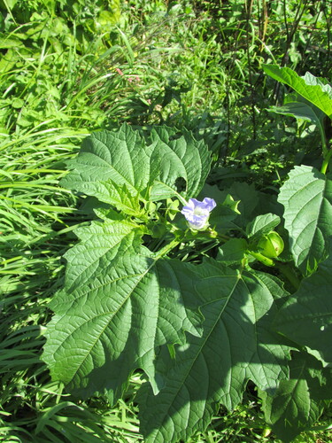 Nicandra physalodes