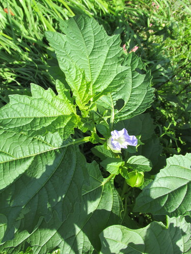 Nicandra physalodes