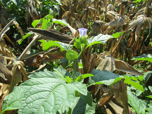 Nicandra physalodes