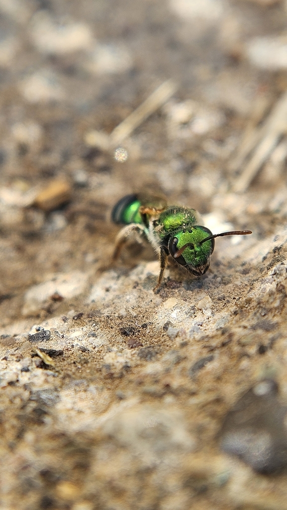 Callistochlora chloris