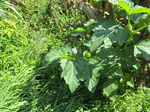 Nicandra physalodes