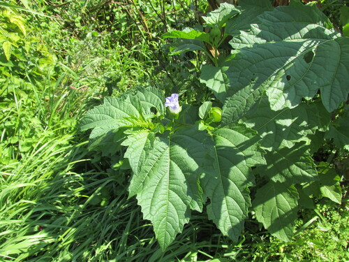 Nicandra physalodes