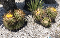 Echinocactus platyacanthus