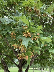 Acer nigrum