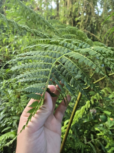 Eupodium pittieri (Eupodium pittieri)