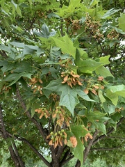 Acer nigrum