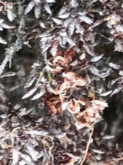 Eriogonum fastigiatum