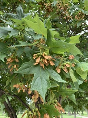 Acer nigrum