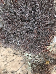 Eriogonum fastigiatum