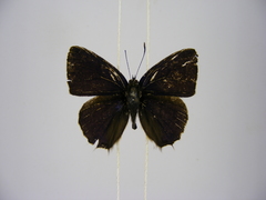 Anthene sylvanus