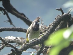 Pycnonotus leucogenys