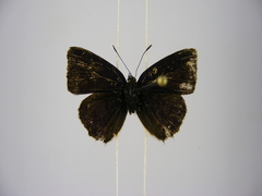 Anthene sylvanus