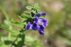 Scutellaria strigillosa