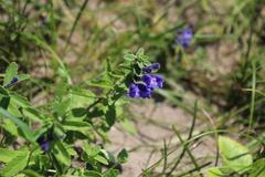 Scutellaria strigillosa