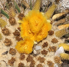 Echinocactus platyacanthus