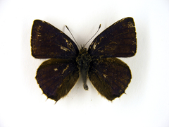 Anthene sylvanus