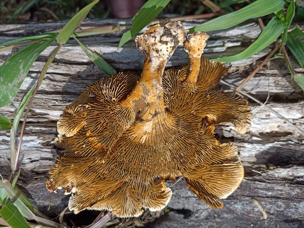 Stiptophyllum erubescens · November 2022 · photo: © biomartita (iNaturalist, cc-by)