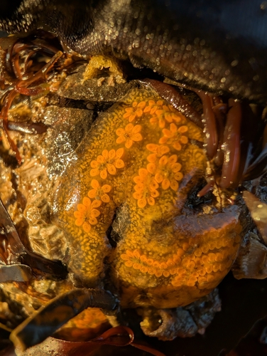 Botrylloides leachii
