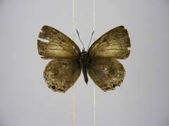Anthene sylvanus