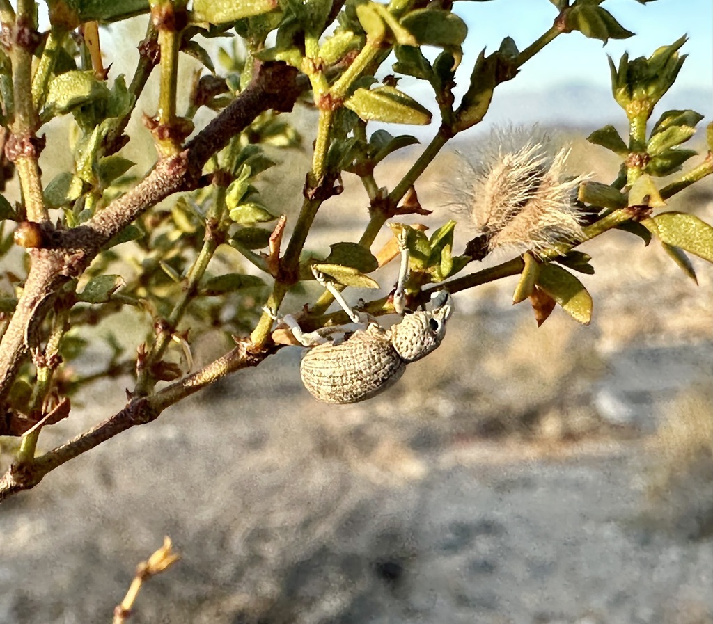 Ophryastes desertus
