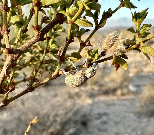 Ophryastes desertus