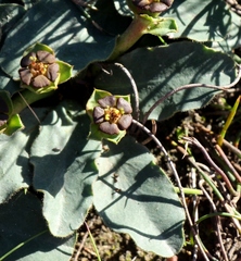 Euphorbia ecklonii