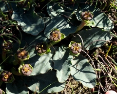 Euphorbia ecklonii