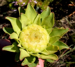 Leucadendron elimense elimense