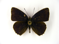 Anthene sylvanus