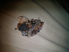 Aspidoscelis marmoratus